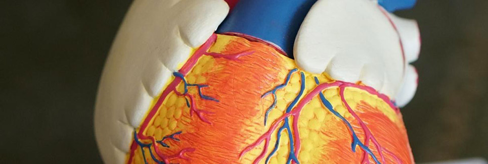 Advanced Modeling for Cardiovascular Surgery