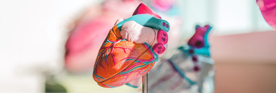 Computational Biology of the Heart