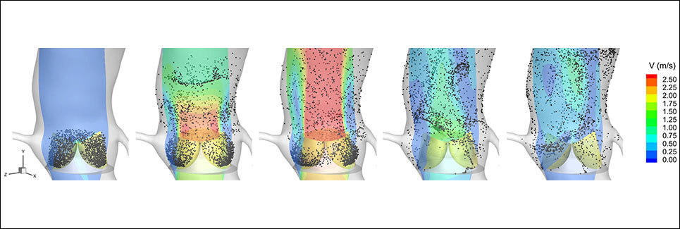 Biomedical Engineering - Computational Biomechanics Laboratory