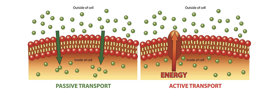 Biomedical Engineering - Fenomeni di Trasporto nei Sistemi Biologici